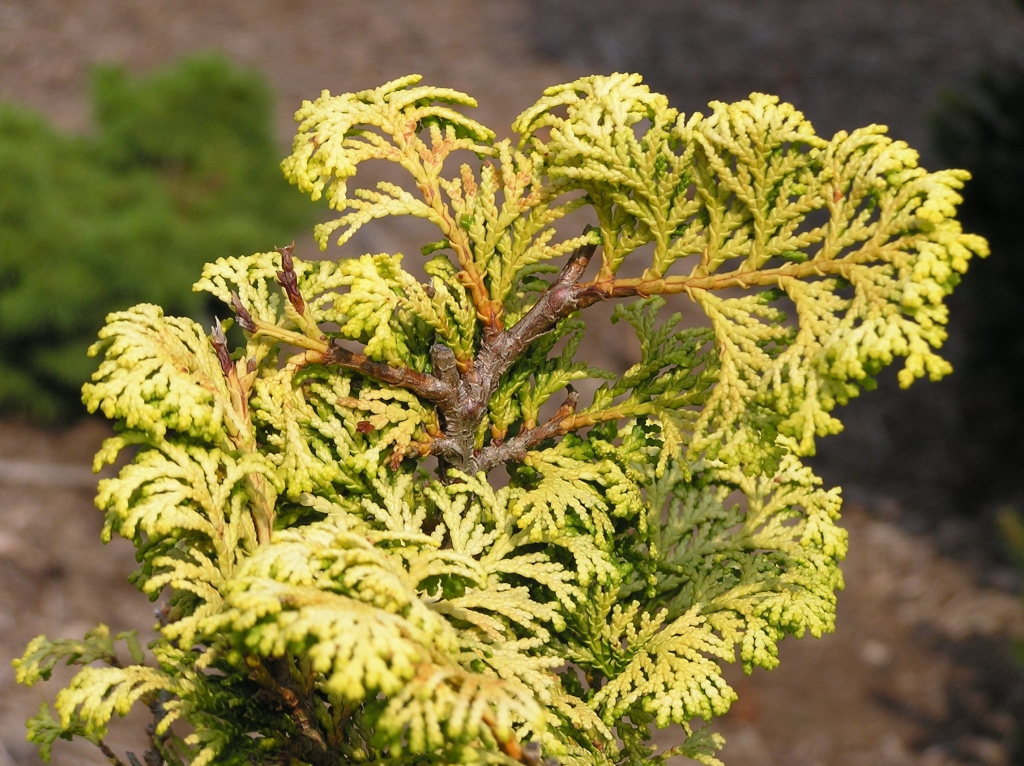 Chamaecyparis obtusa 