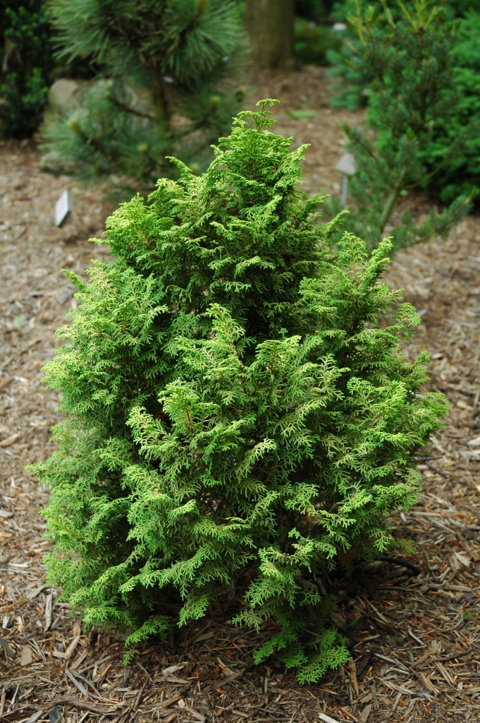 Chamaecyparis obtusa 