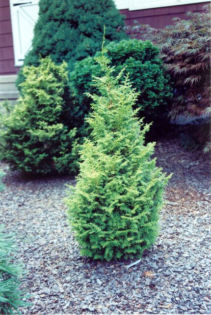 Chamaecyparis obtusa 