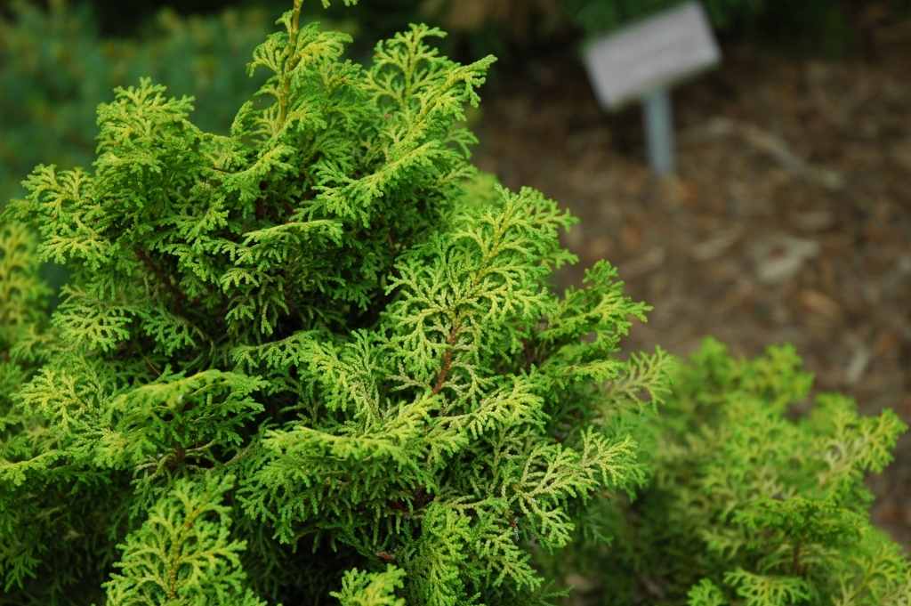 Chamaecyparis obtusa 