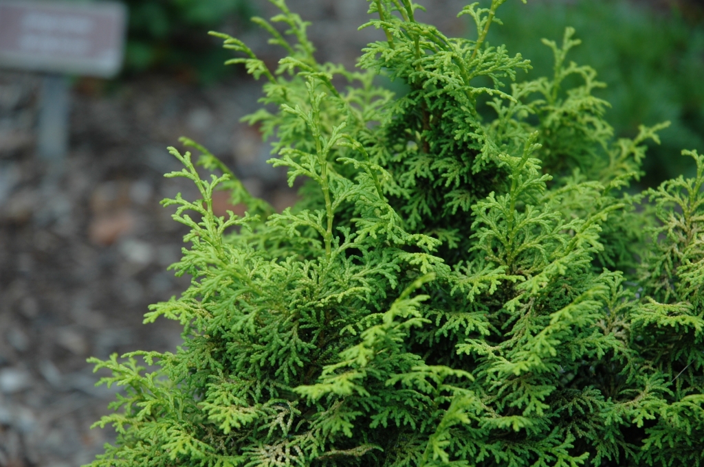 Chamaecyparis obtusa 