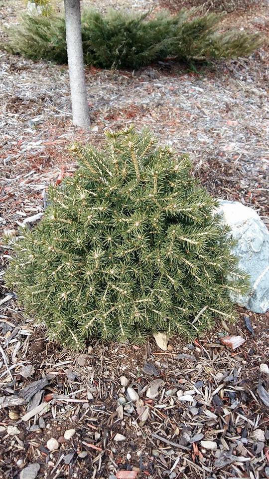 Picea abies 