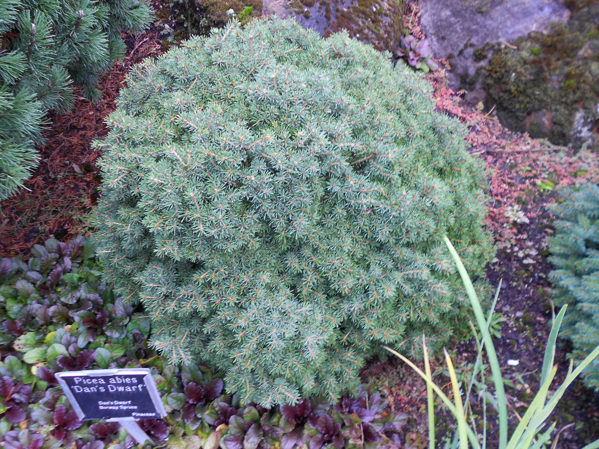Picea abies 