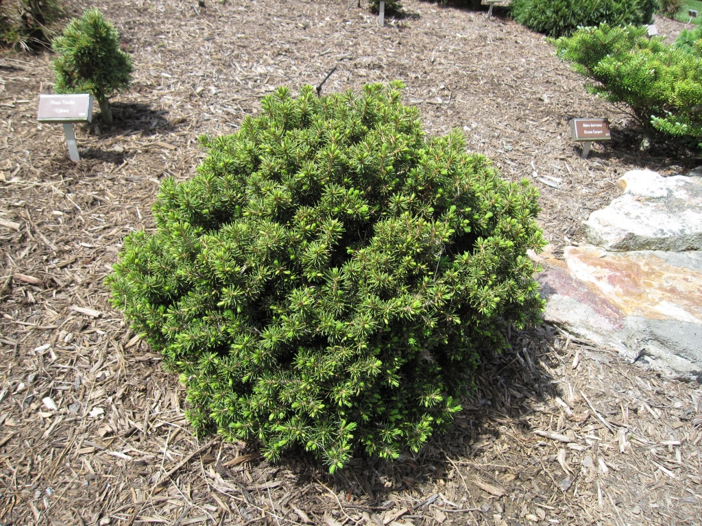 Picea abies 