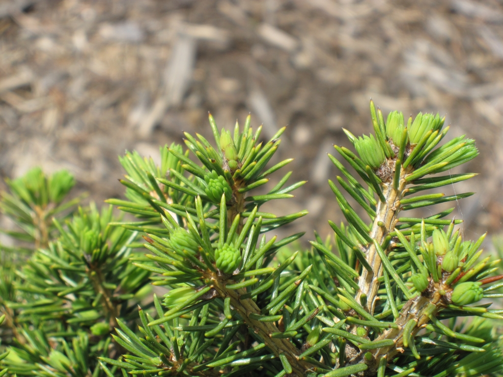 Picea abies 