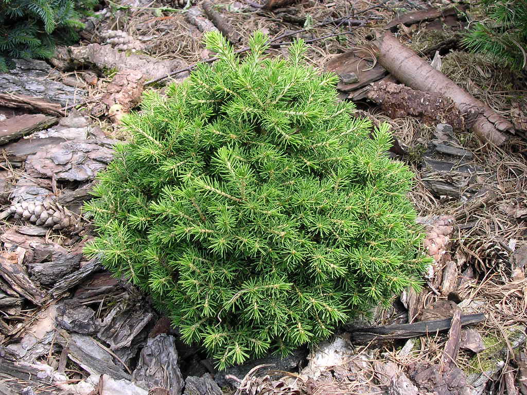 Picea abies 