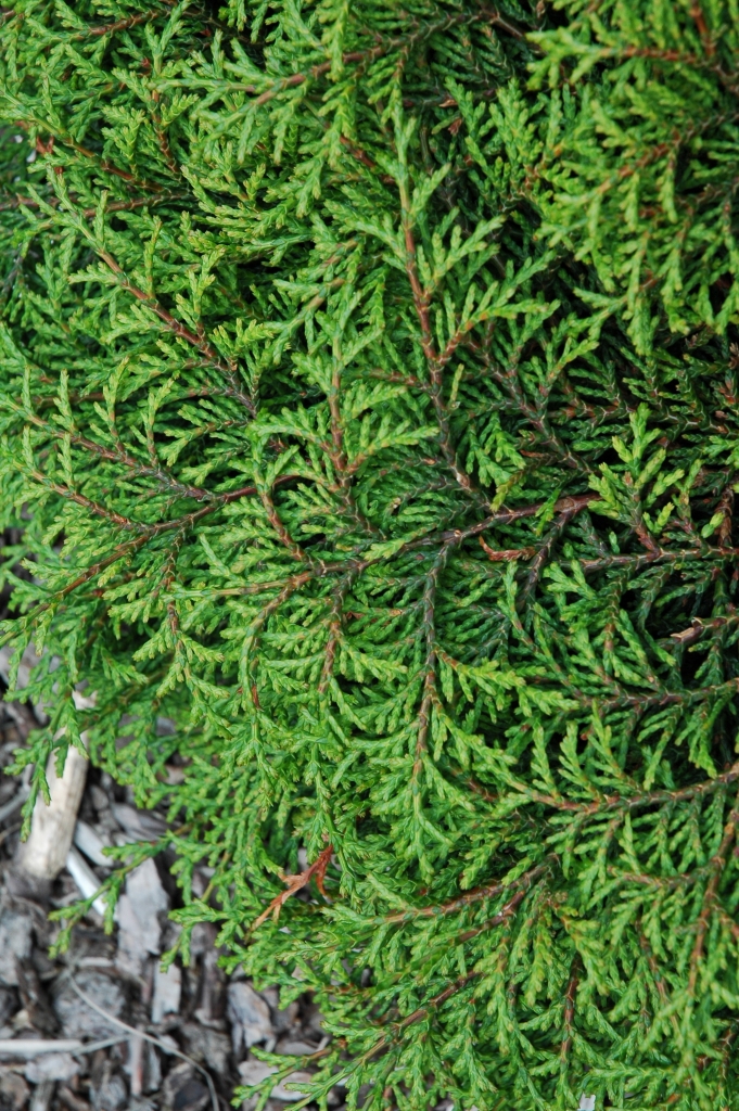 Chamaecyparis obtusa 