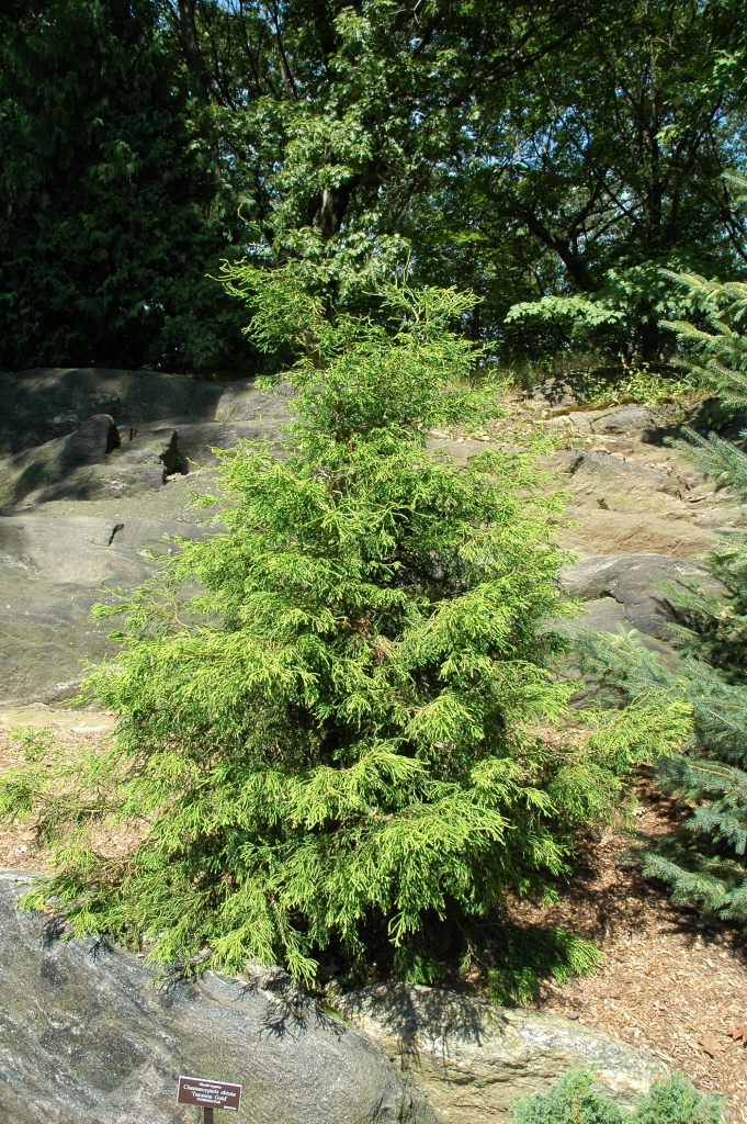 Chamaecyparis obtusa 