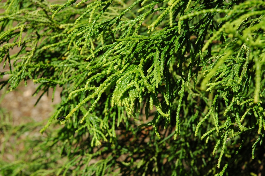 Chamaecyparis obtusa 