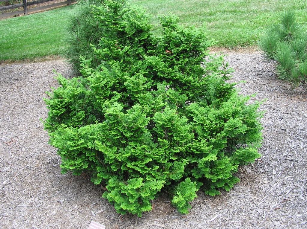 Chamaecyparis obtusa 