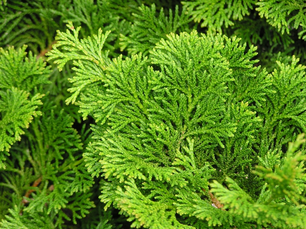 Chamaecyparis obtusa 