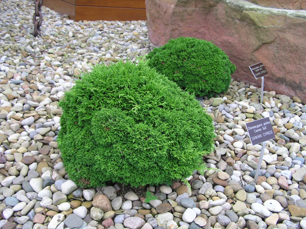 Chamaecyparis pisifera 
