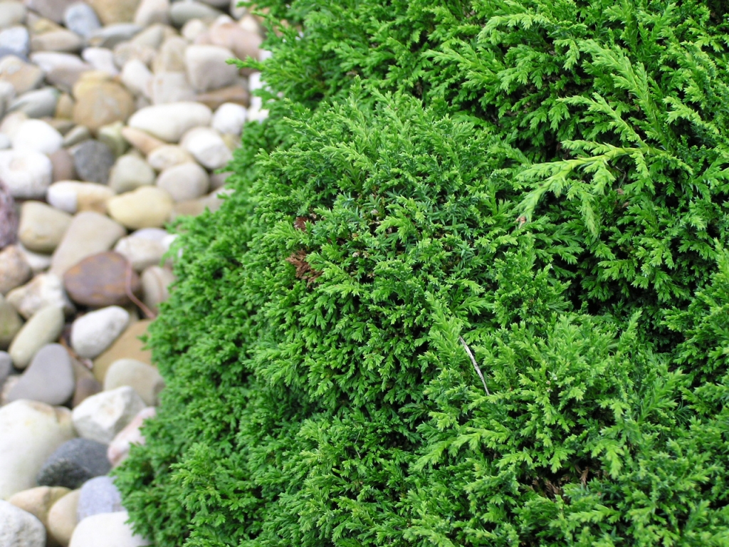 Chamaecyparis pisifera 