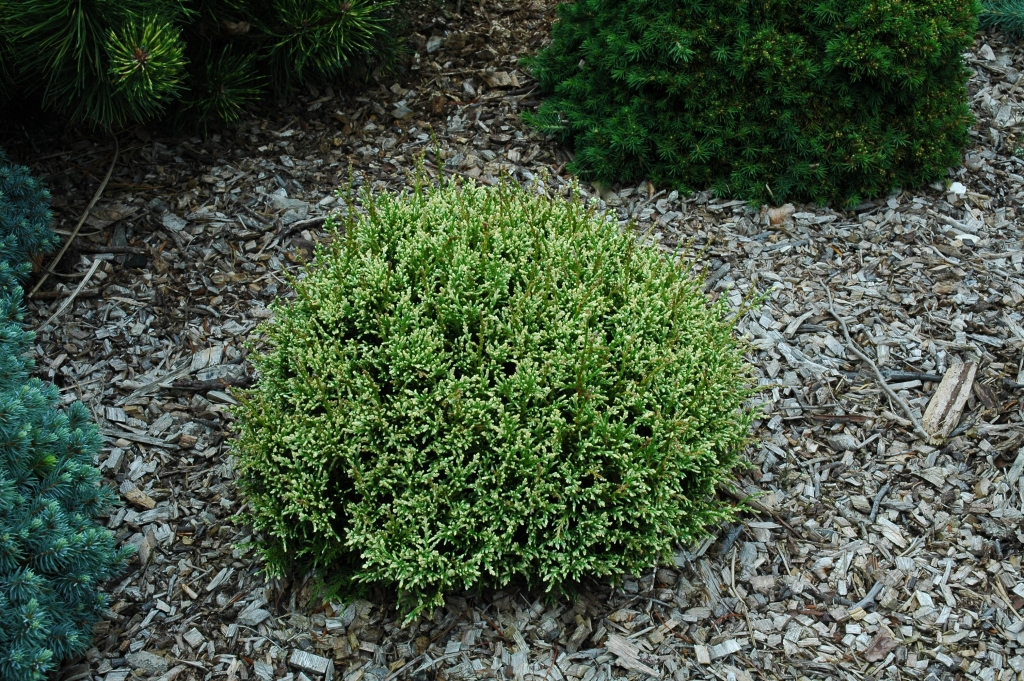 Chamaecyparis pisifera 