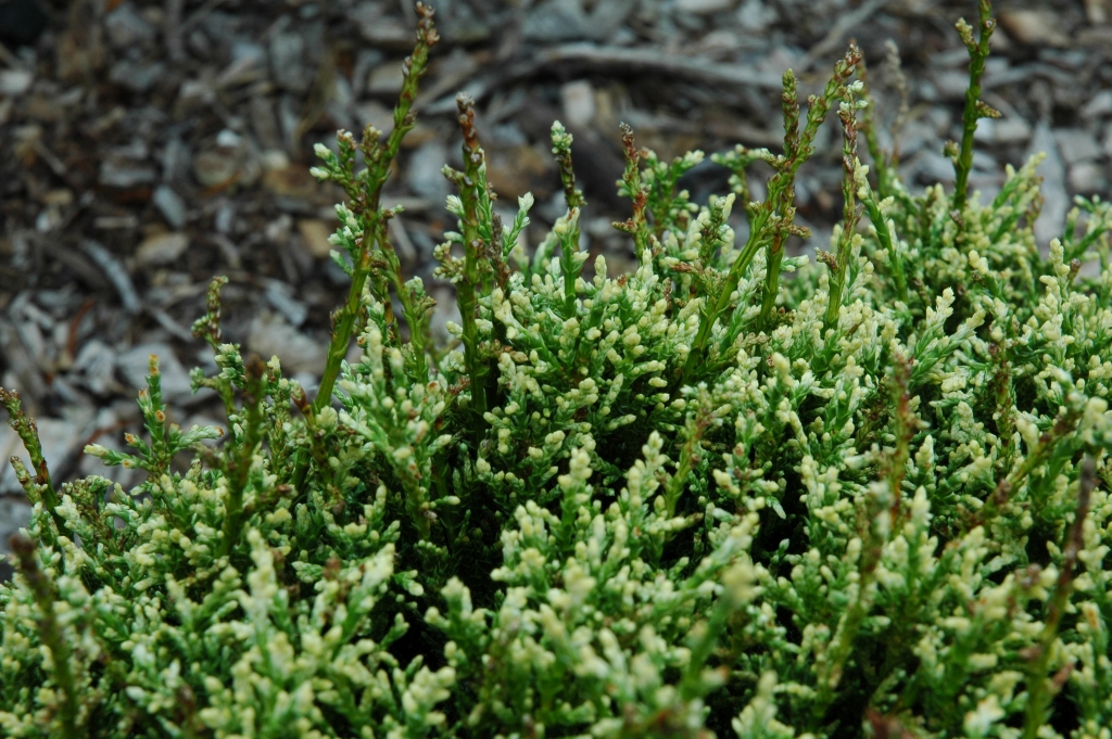 Chamaecyparis pisifera 