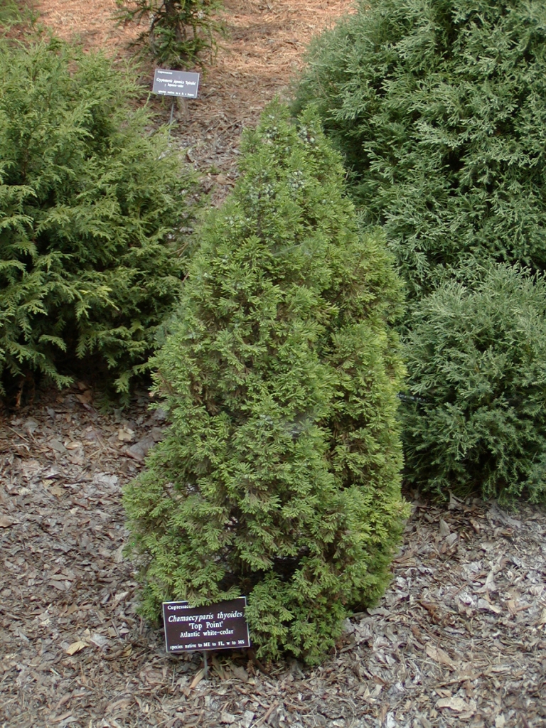 Chamaecyparis thyoides 