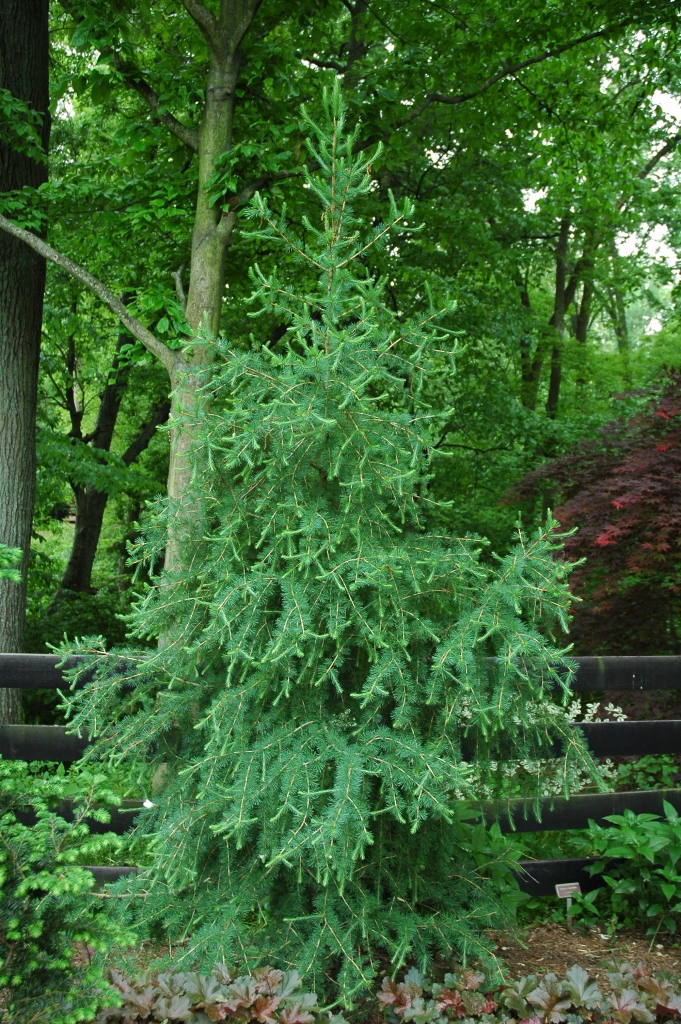 Larix decidua 