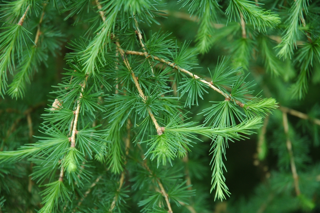 Larix decidua 