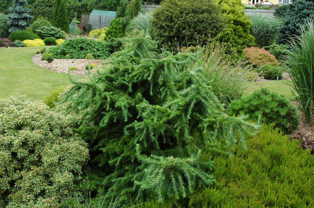 Larix decidua 