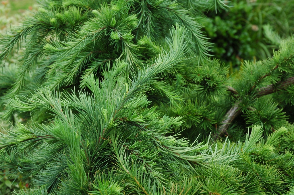 Larix decidua 
