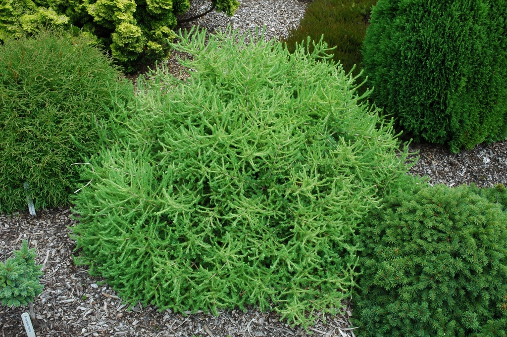 Larix decidua 