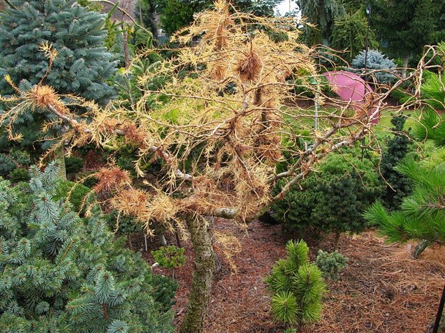 Larix decidua 