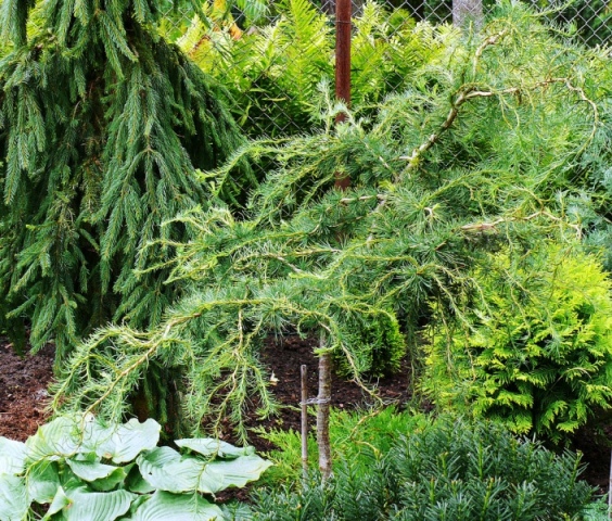 Larix decidua 