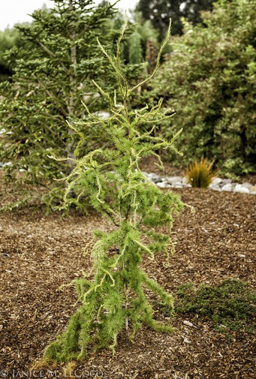 Larix decidua 