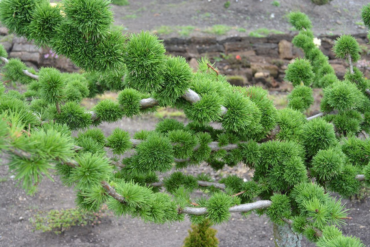 Larix decidua 