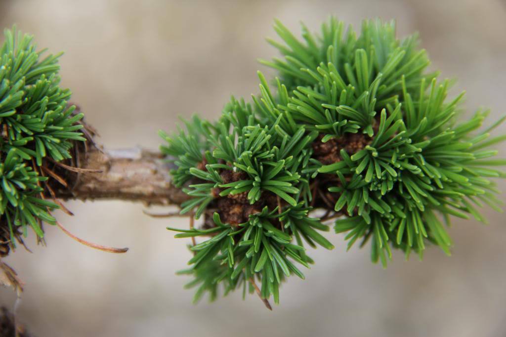 Larix decidua 
