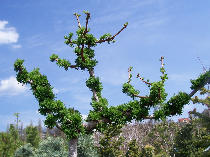 Larix decidua 