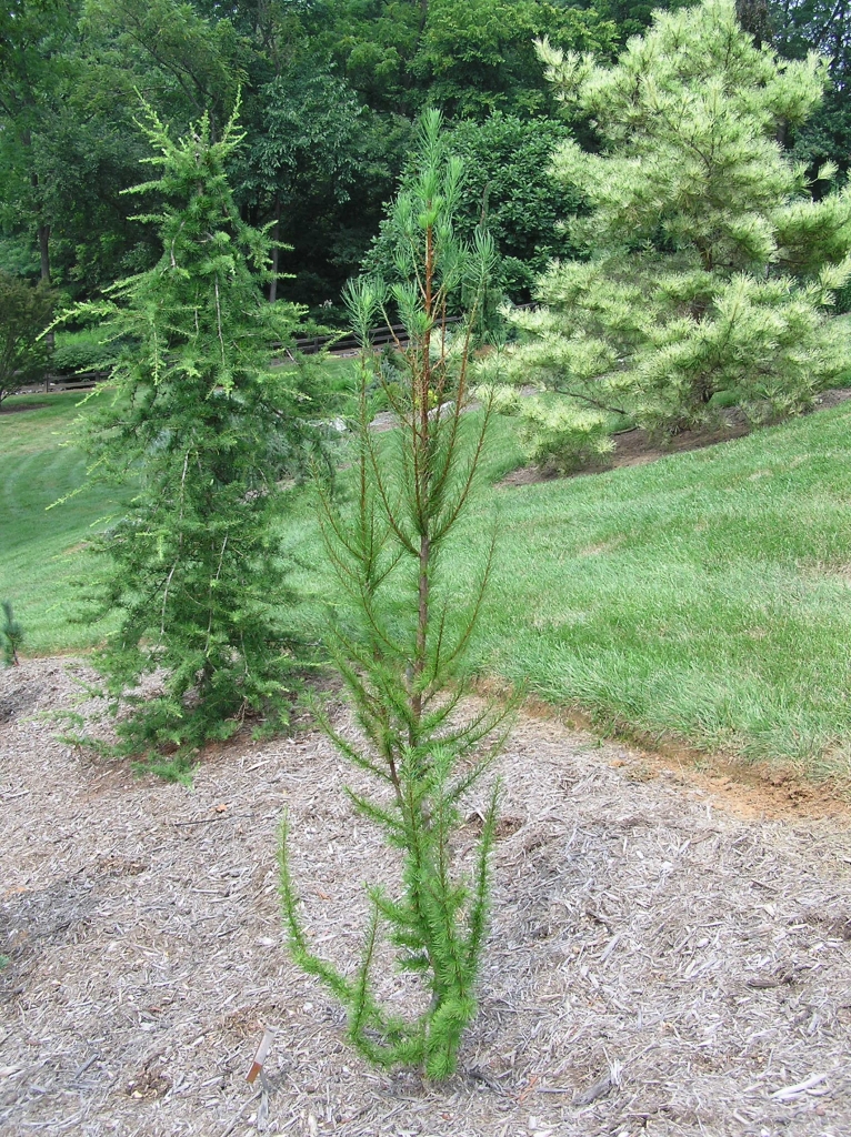 Larix kaempferi 