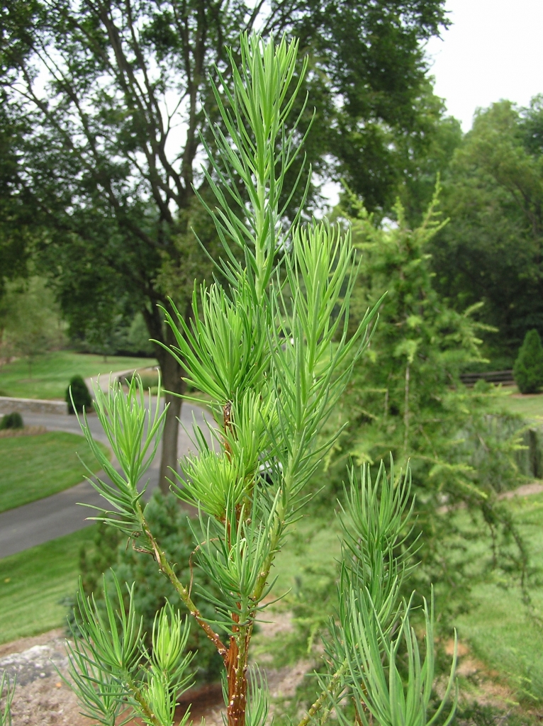 Larix kaempferi 