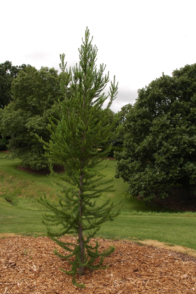 Larix kaempferi 