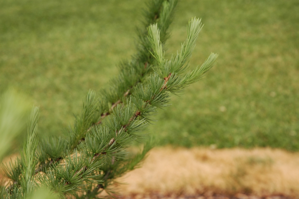 Larix kaempferi 