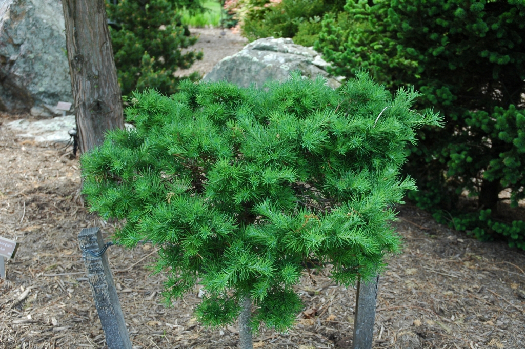 Larix gmelinii 