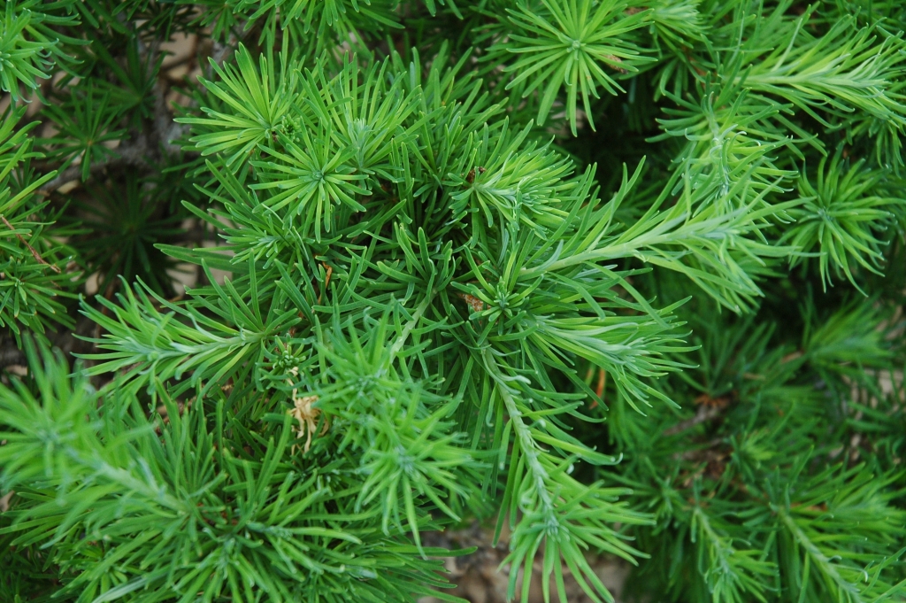 Larix gmelinii 