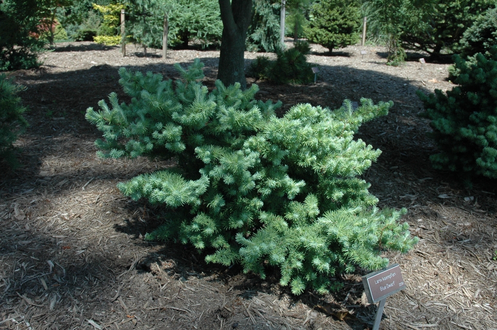Larix kaempferi 
