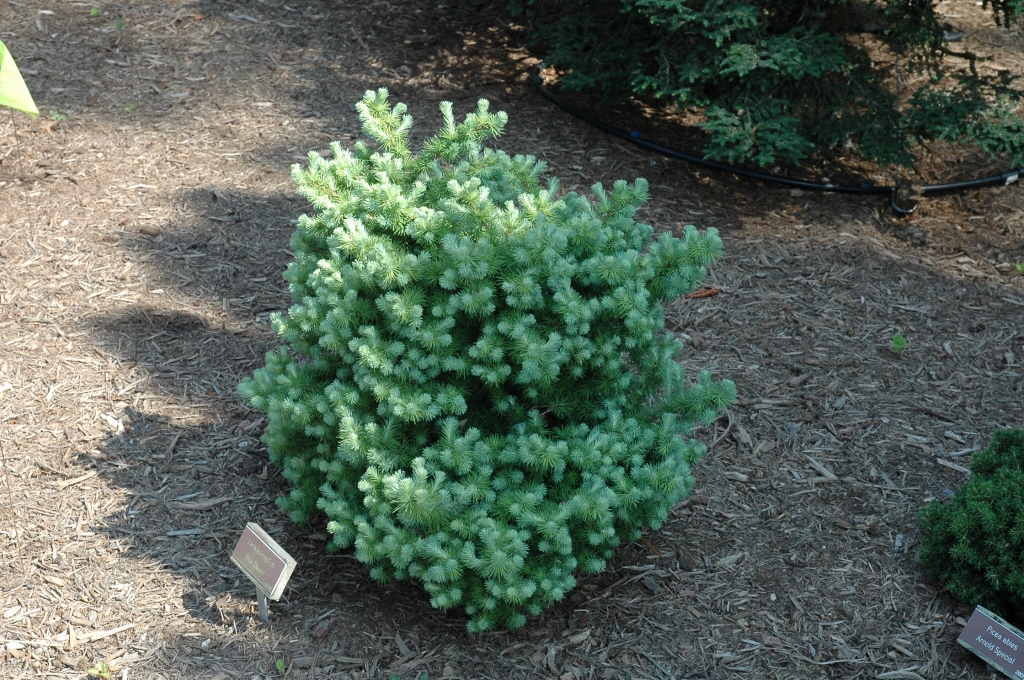 Larix kaempferi 