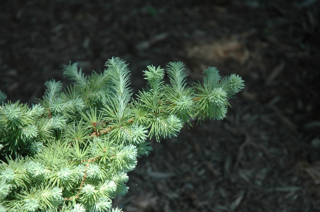 Larix kaempferi 