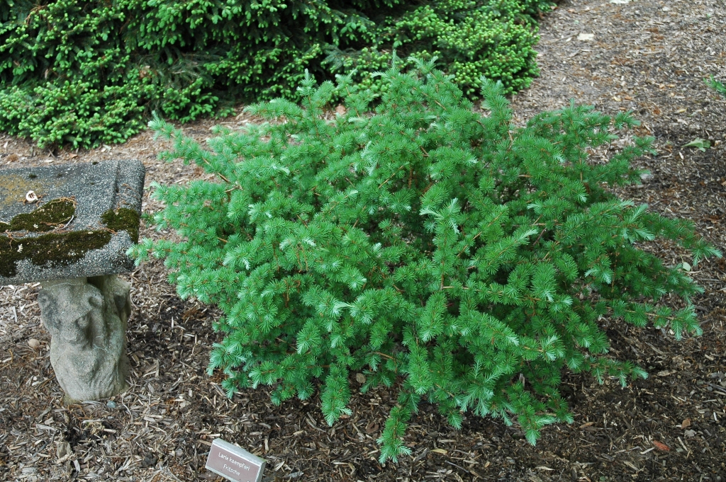Larix kaempferi 