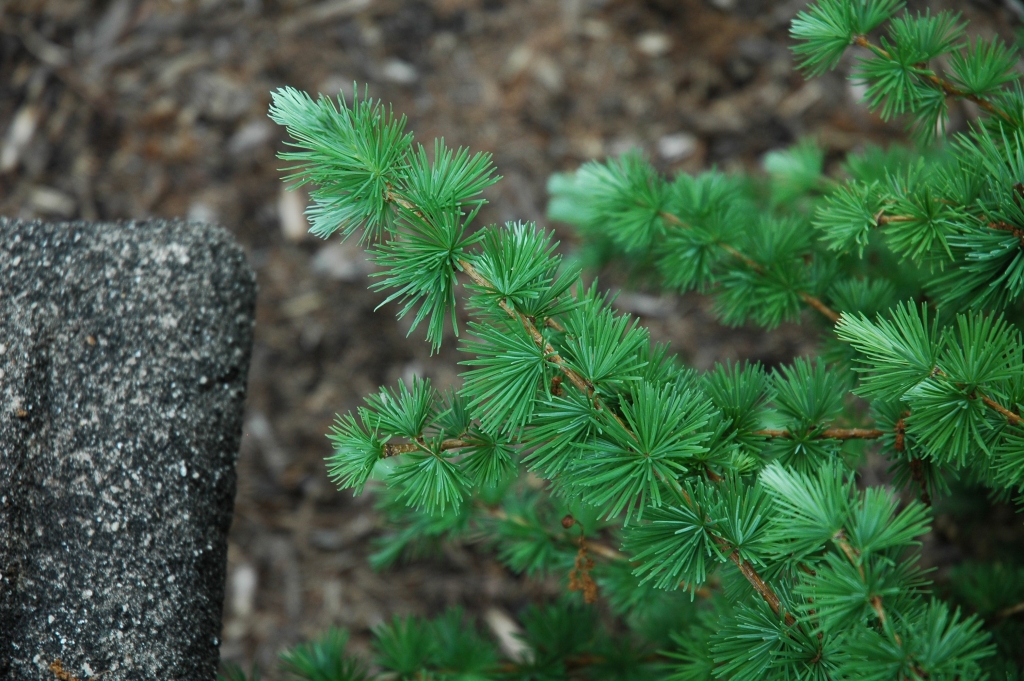 Larix kaempferi 