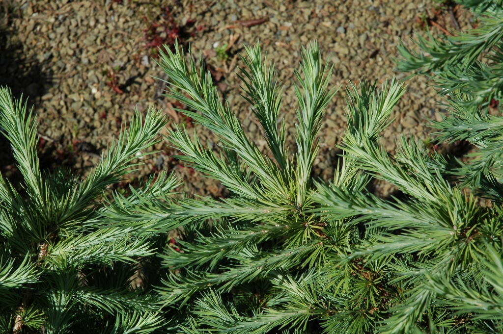 Larix kaempferi 