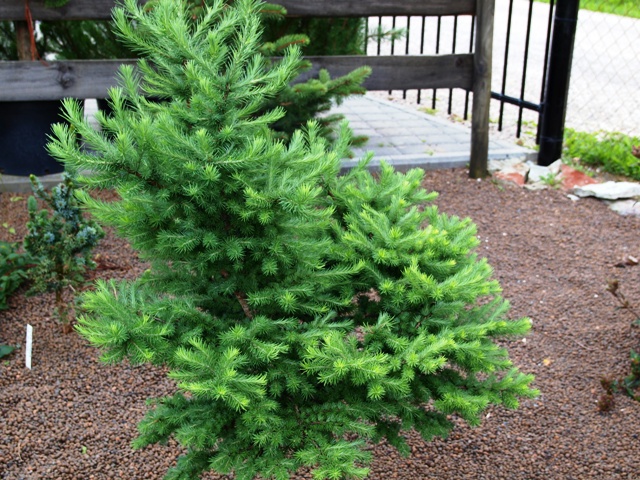 Larix kaempferi 