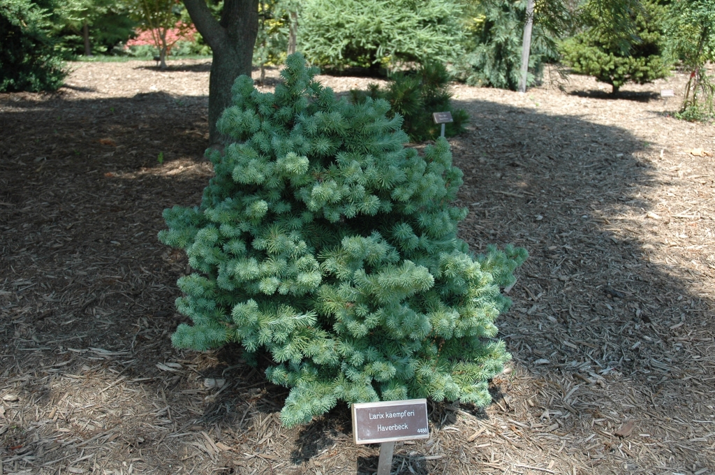 Larix kaempferi 