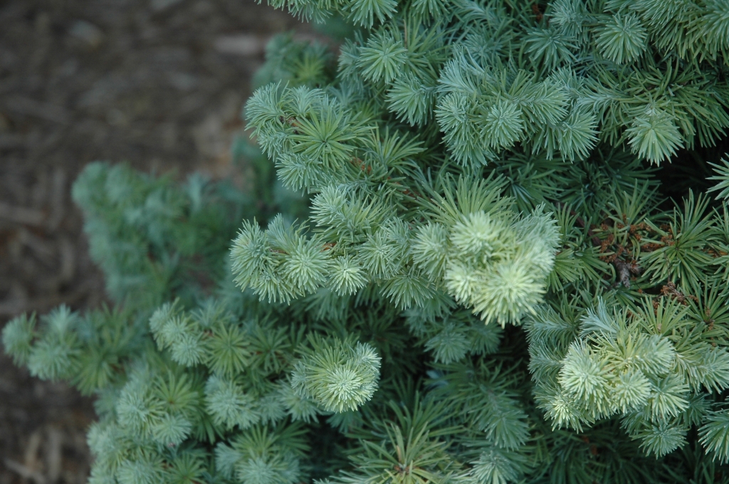 Larix kaempferi 