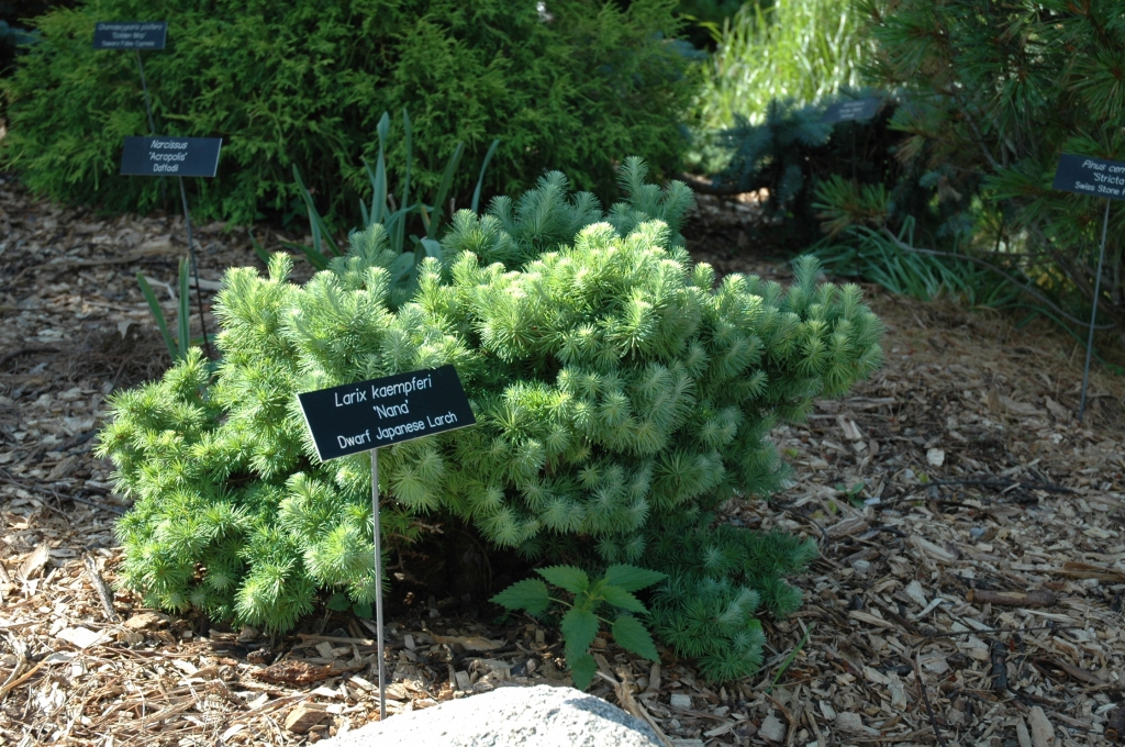 Larix kaempferi 