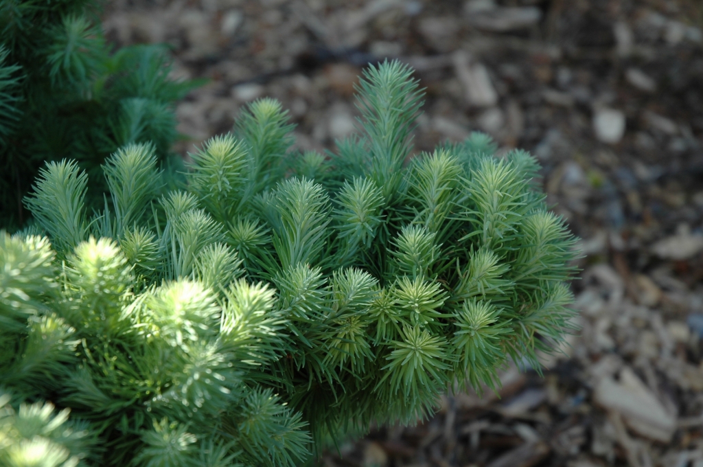 Larix kaempferi 