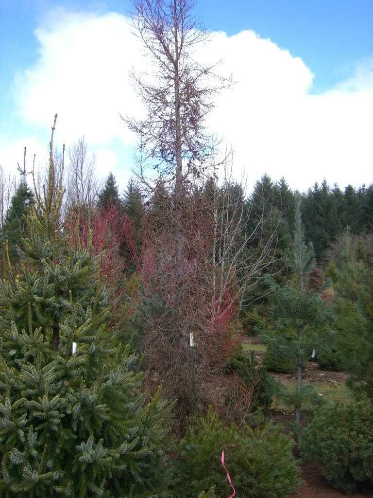 Larix kaempferi 