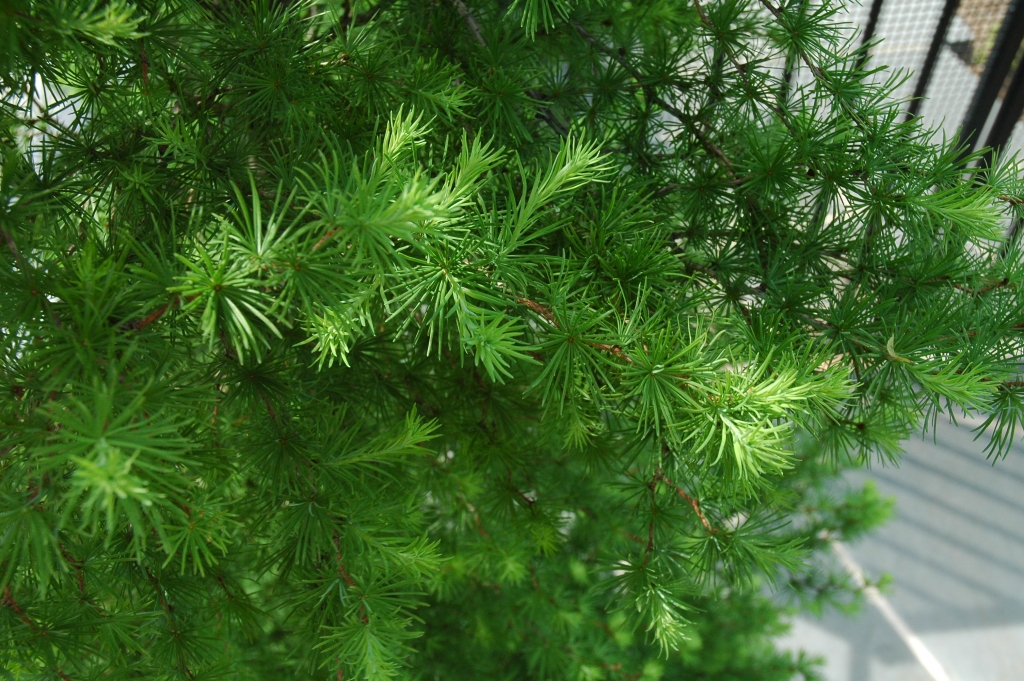 Larix kaempferi 